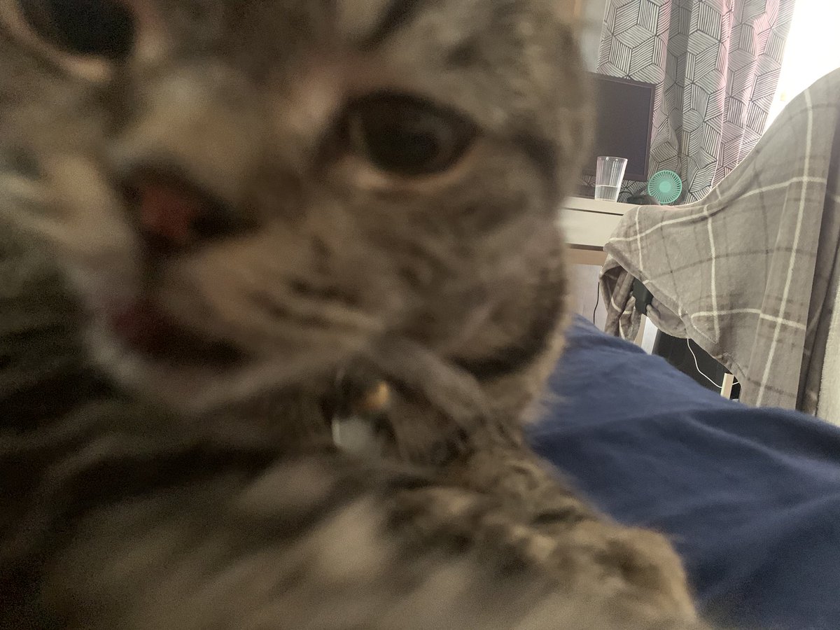 cobalt ,! tweet media