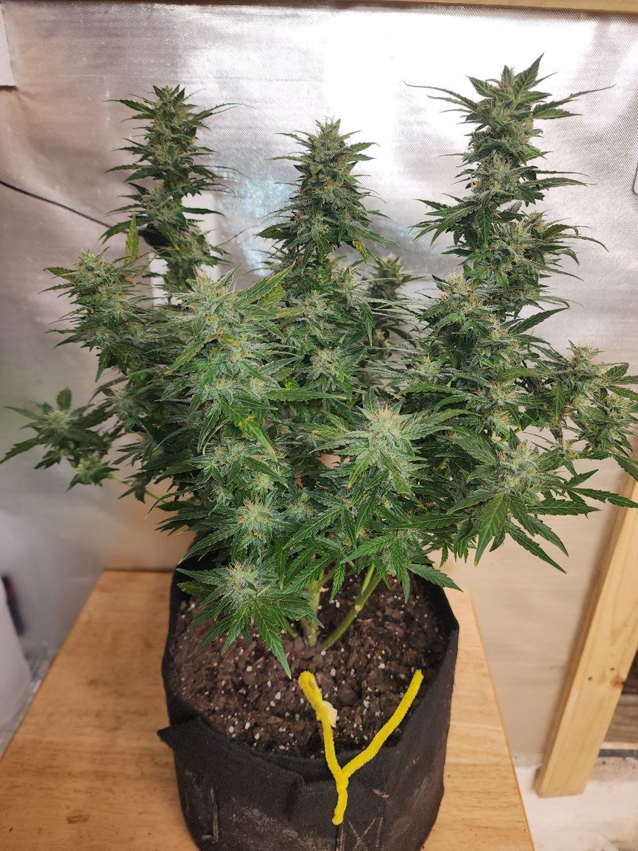 OneStopGenetics's tweet photo. 2 different Lemon-Daze in Late Flower https://t.co/xZu9N4Z97r