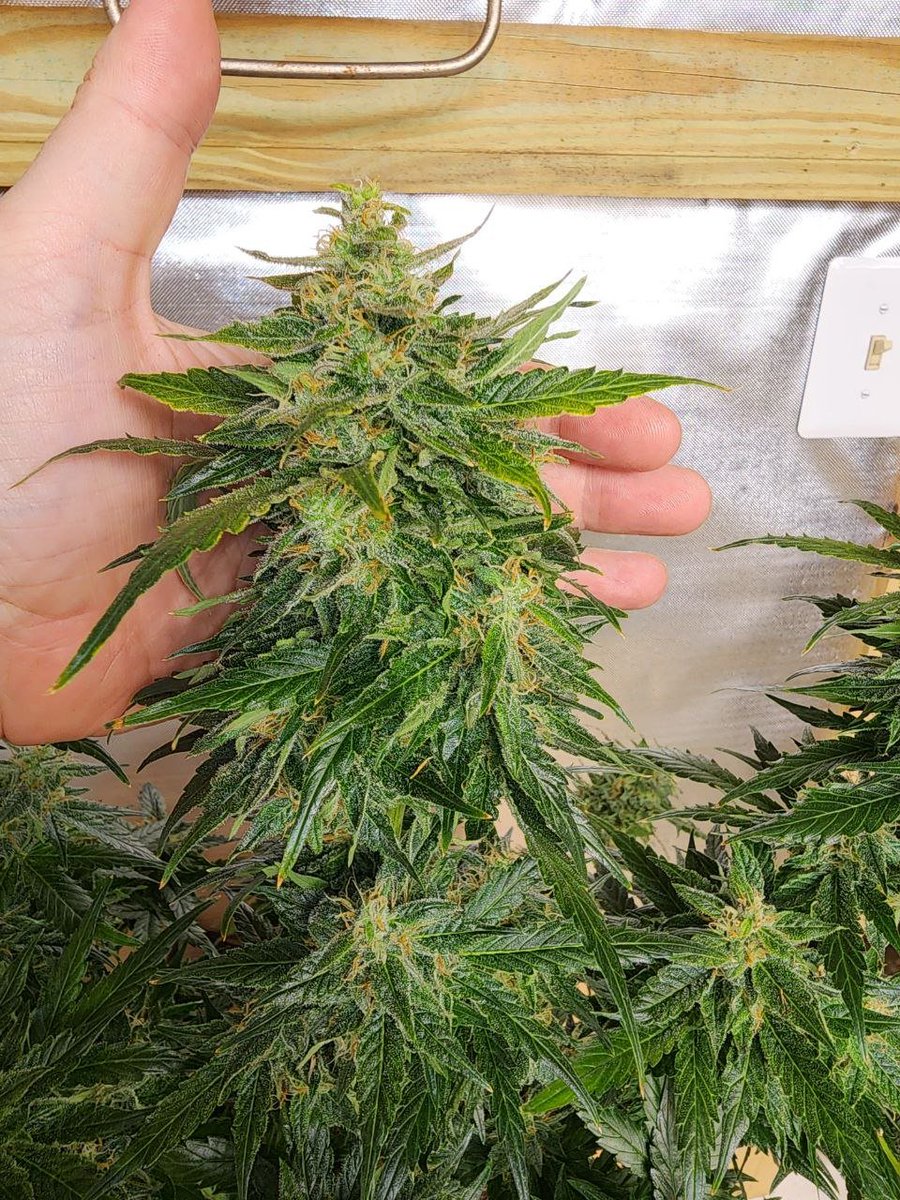 OneStopGenetics's tweet photo. 2 different Lemon-Daze in Late Flower https://t.co/xZu9N4Z97r