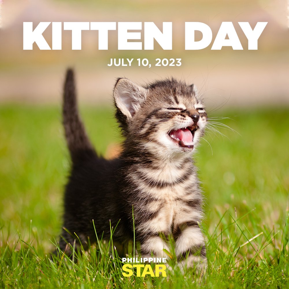PhilippineStar's tweet photo. Oh, the joy of sharing this life with kittens and their little paws🐾 https://t.co/2SyfR57Iik