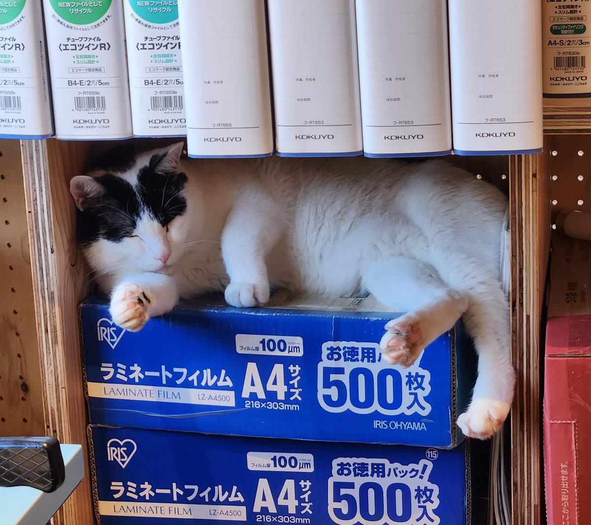 shinyabeer's tweet photo. あっち〜って感じで手足投げ出してる(ΦωΦ)冷房はちゃんと効いてるんだけど。そんな狭いとこ入らなくてもいいのにな。
#brewerycat
#brewcat
#工場猫 https://t.co/ZIVqIVunor