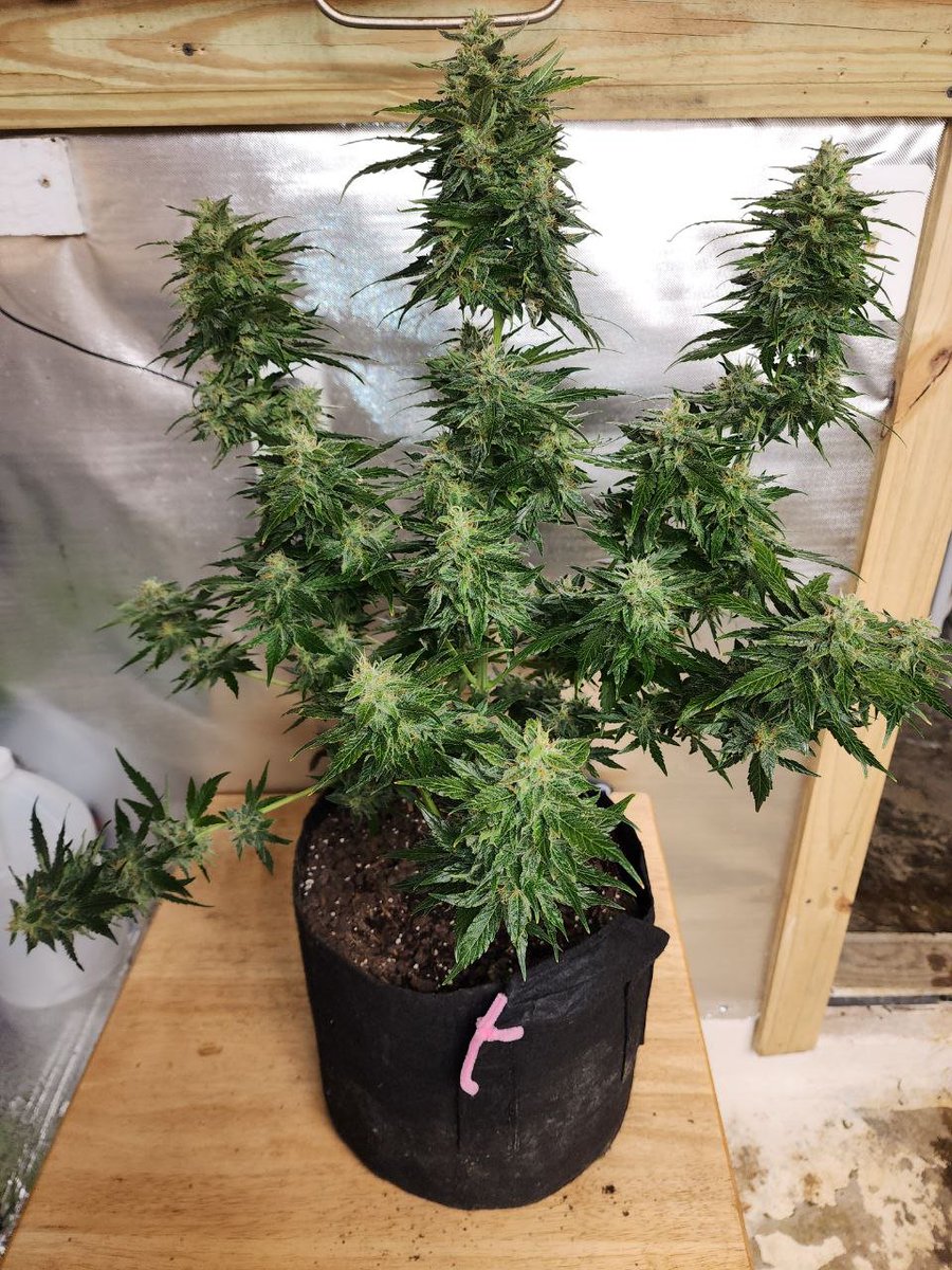 OneStopGenetics's tweet photo. Strawberry Jubilee in Late Flower https://t.co/NvrzmxQrdt