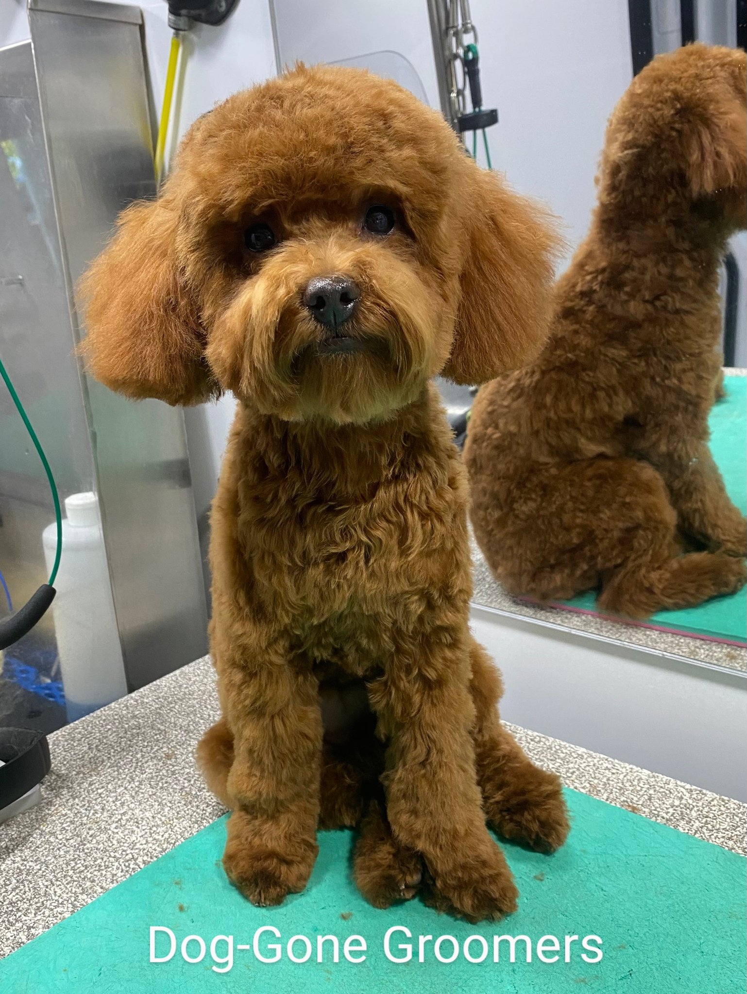Dog Gone Groomers on X Now that s a Monday look Poppy is a 6 month old super smart toy poodle. Nothing gets past this cutie. This was her second grooming and she s ready