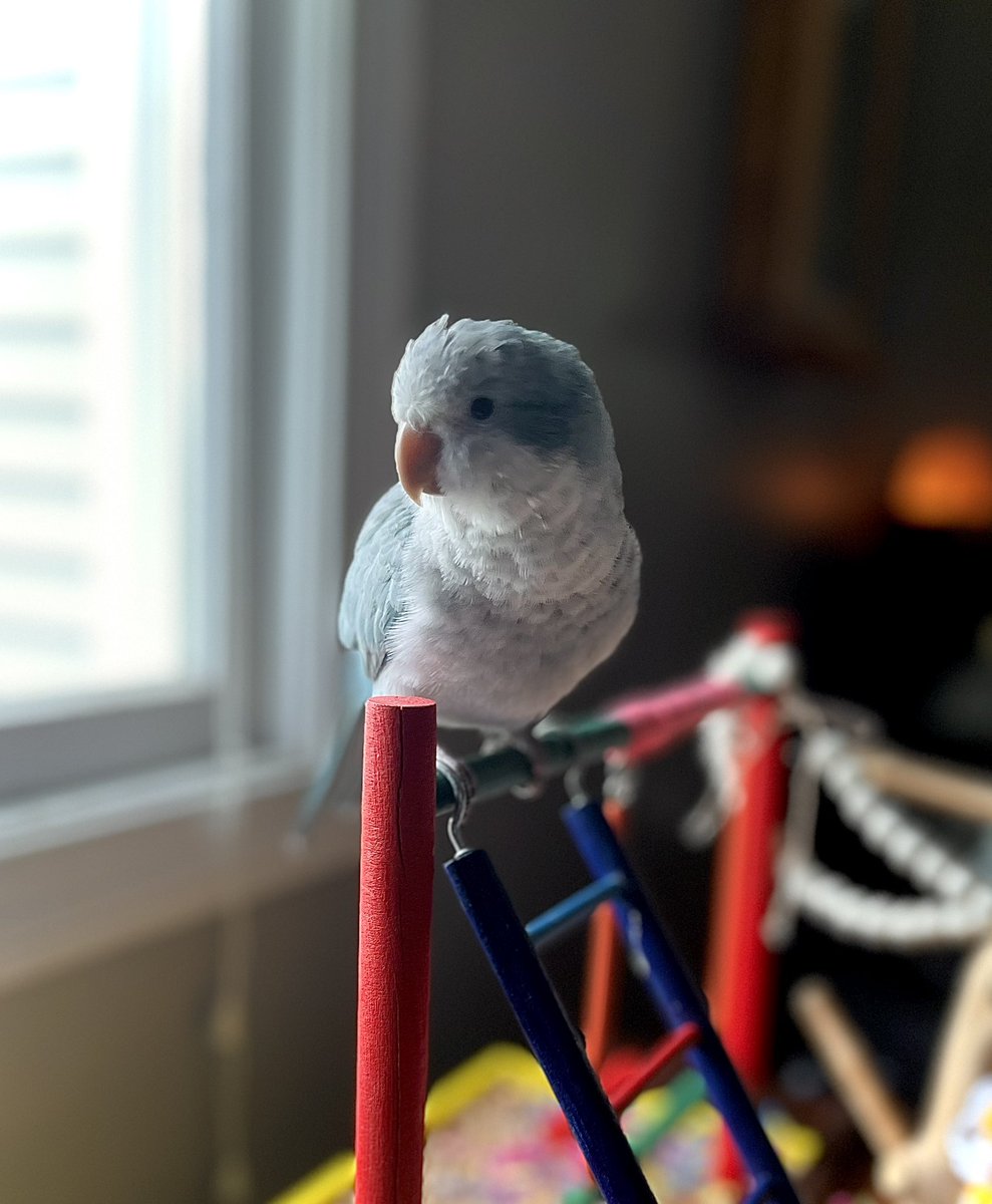 arcaade_rabbit's tweet photo. the silly boy,,, his name is Newton he’s a little gremlin and I love him more than anything else in this world

also he likes green beans, they’re his favorite food https://t.co/aPatRv2O1Q