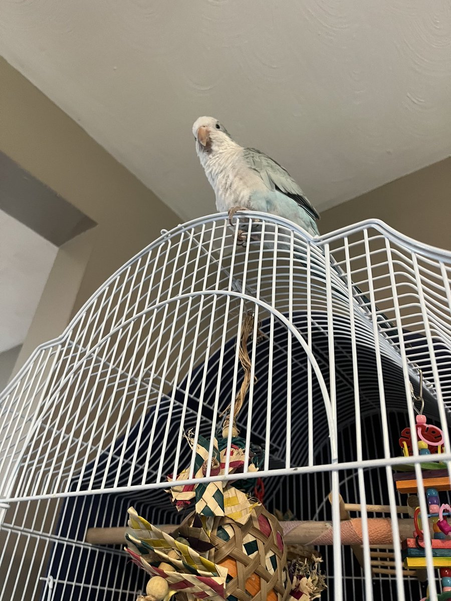 arcaade_rabbit's tweet photo. the silly boy,,, his name is Newton he’s a little gremlin and I love him more than anything else in this world

also he likes green beans, they’re his favorite food https://t.co/aPatRv2O1Q