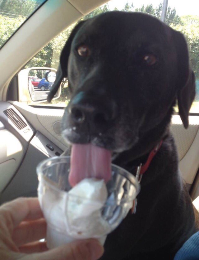 UGAGirl7280's tweet photo. @Dalbodog @MisterBBBack Awww—I LOVE happy endings. ❤️🙏🏻TY for adopting. Black dogs are the least adopted, so thank you for that.  My boy was not a disappointment. I think they know they’re rescuing YOU!  @DairyQueen is so awesome they give them a free scoop. 😉❤️🙏🏻 https://t.co/KRtjfWDfII