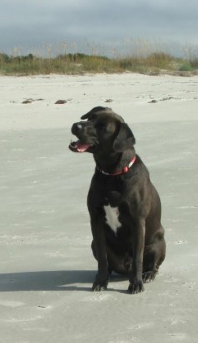 UGAGirl7280's tweet photo. @Dalbodog @MisterBBBack Awww—I LOVE happy endings. ❤️🙏🏻TY for adopting. Black dogs are the least adopted, so thank you for that.  My boy was not a disappointment. I think they know they’re rescuing YOU!  @DairyQueen is so awesome they give them a free scoop. 😉❤️🙏🏻 https://t.co/KRtjfWDfII