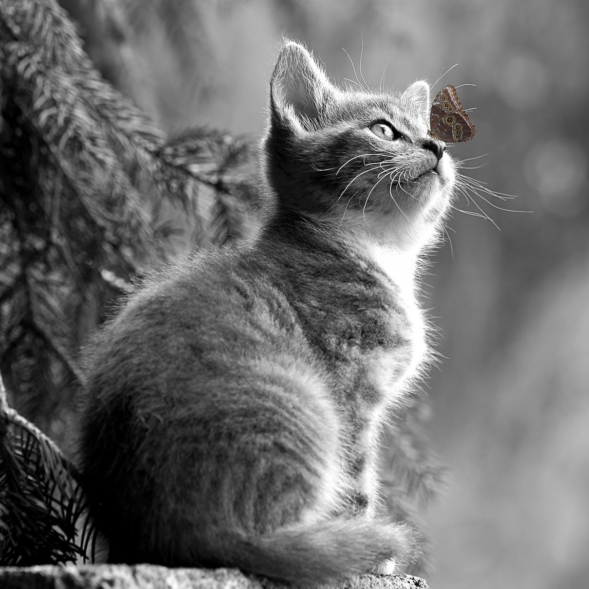 JTibbeau's tweet photo. 🔆🌞☀️🌿🐈‍⬛🦋💞 https://t.co/RhJLkxaw9k