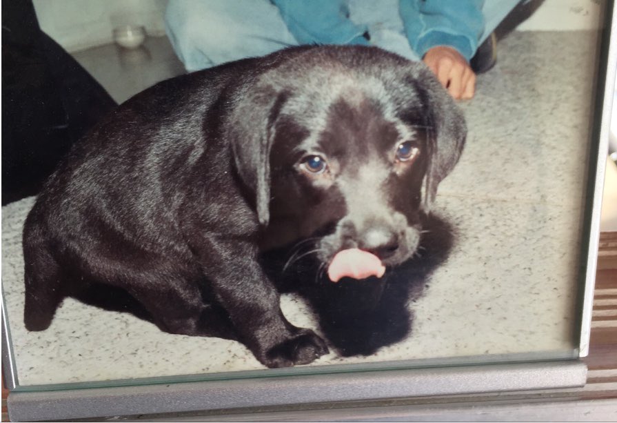 jabber523's tweet photo. @Phil_Sledge Midnight - 🌈 🐾 2005 (14y)
Red - 🌈 🐾 2021 (15y)
Duckie - 🌈 🐾 2022 (8mos 😢) https://t.co/EXvwWxUhHV
