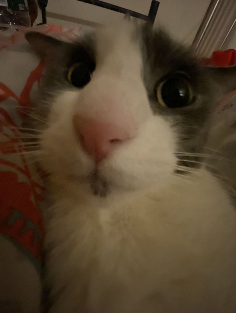 Weedlord_Boner's tweet image. he’s so nose