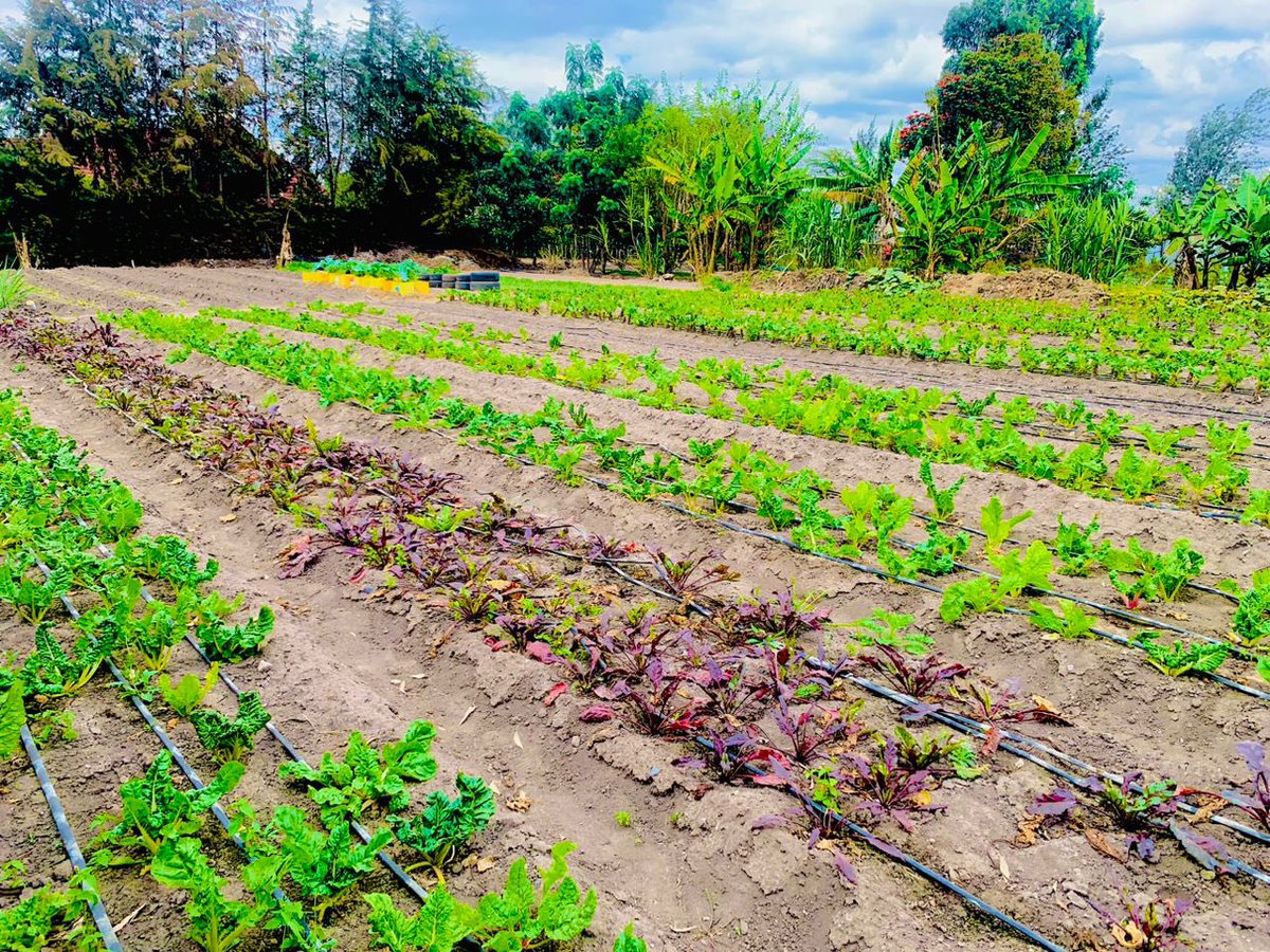 mariamCJA's tweet photo. Over the weekend we visited Fred's Ranch in Isinya 🇰🇪 to appreciate adaptation strategies the employ & learn how they balance profit making & environmental protection. It is undoubtedly, a model to imitate!
#FromTheoryToPractice
#climatejusticeschool
#NSSCJ3
@CSDevNet1 @PACJA1 https://t.co/9J2T8fVSaH