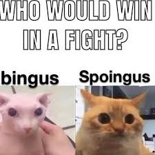 cats who share one braincell tweet media