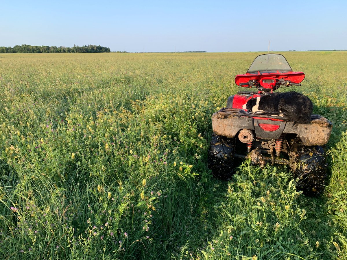Old grazing advice was to never defoliate more than 50% of the pasture.  Cows struggle with this concept and tend to eat more of the tasty stuff!  With #TotalGrazing animals graze non selectively and plants regrow from root reserves. Diversity flourishes! #regenerativeagriculture