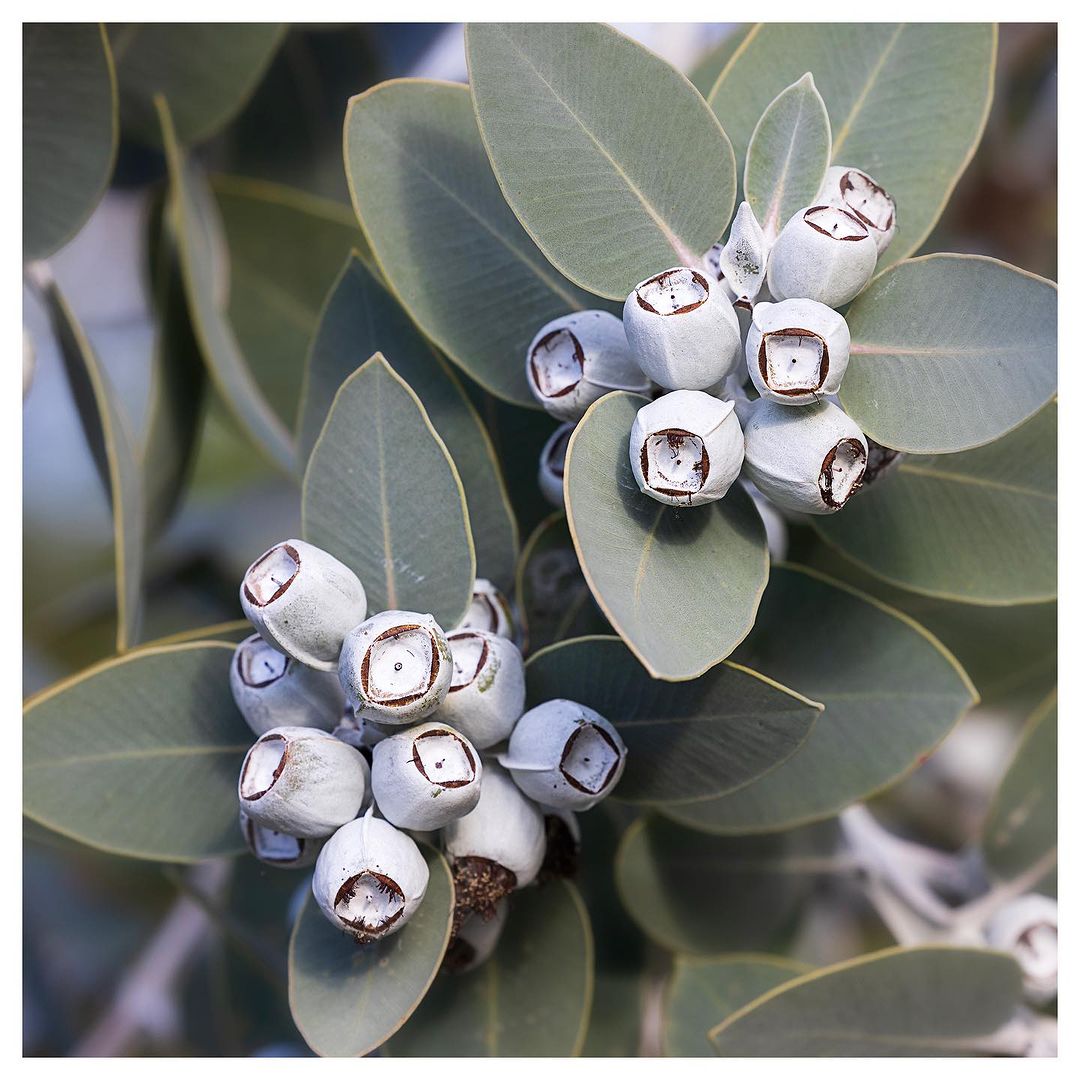 It's not all about flowers.
In the Tallerack (Eucalyptus pleurocarpa), it's the powdery white gumnuts and stems and thick leaves that draw you in!

We'd love to see more of these in urban gardens. They are absolutely stunning. 

This beautiful image is by offpenphotography on IG