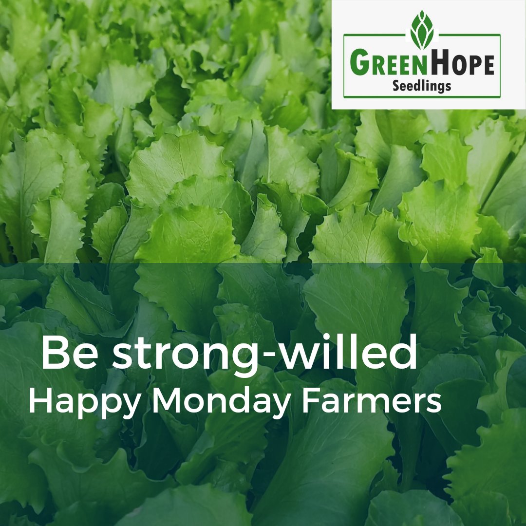 "The difference between a successful person and others is not a lack of strength, not a lack of knowledge, but rather in a lack of will." - Vince Lombardi

Happy Monday Farmers. 

#greenhopeseedlings
#seedingyoursuccess