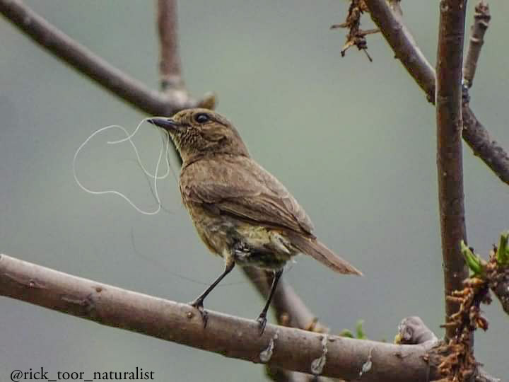 Pied bushchat female with #Threads 😂 
When I was a normal user on Twitter, my tweets used to reach far & wide,Then I bought #bluetick thinking that the reach of my tweets will increase But now my tweets are not even reaching my followers 
#Twitter #InstagramThreads