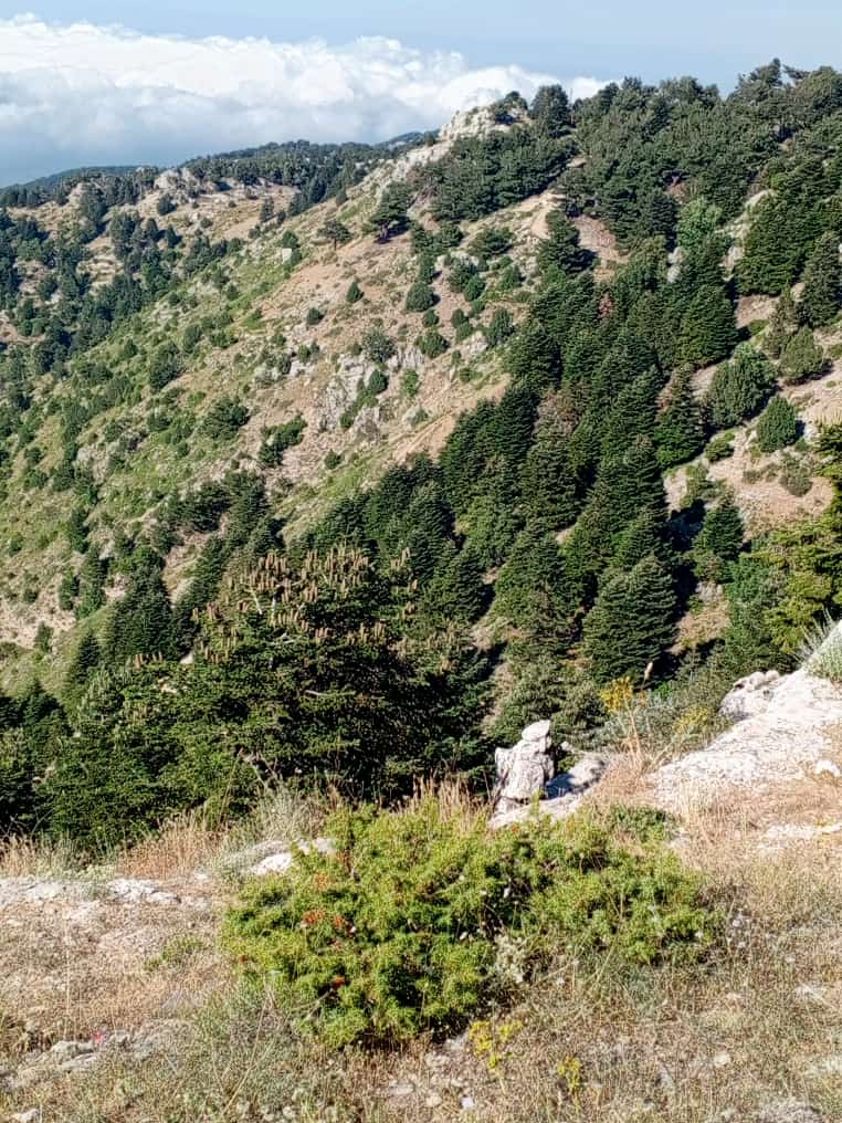 SARJOUN (@sarjoun10) on Twitter photo 