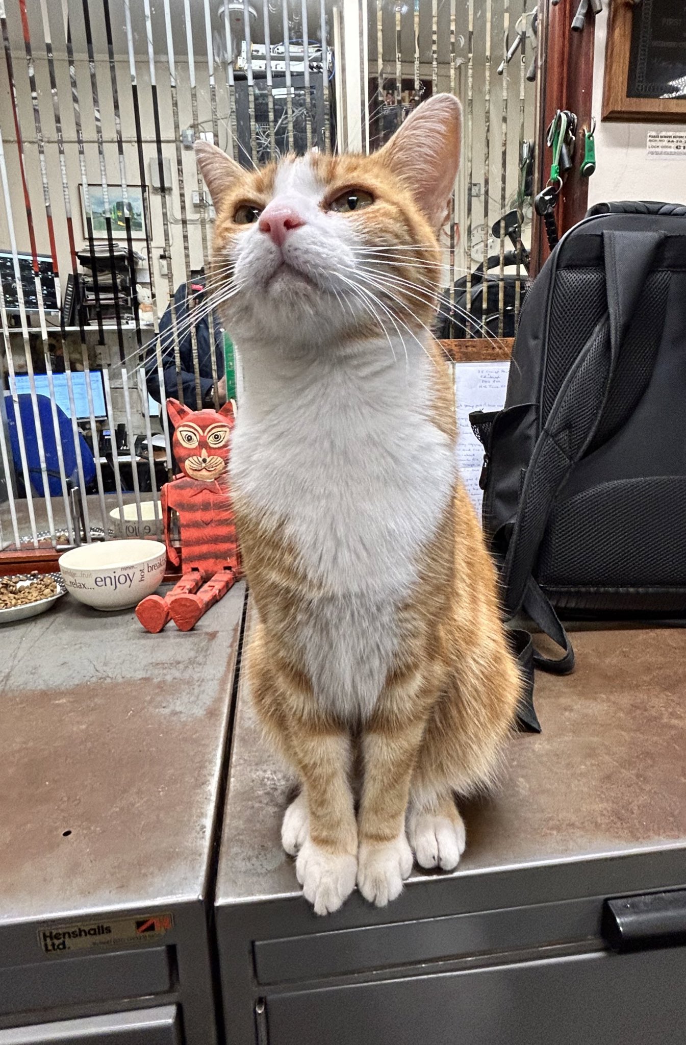 The Stourbridge Junction Station Cat on Twitter "Good Morning