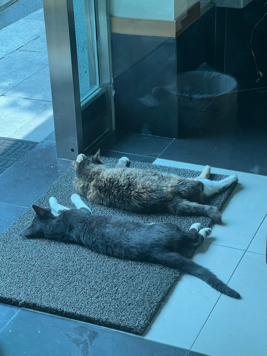 AbissinianNav's tweet photo. 요즘 사무실 현관이 고양이 말리는 장소가 되어버림. 둘 다 저러고 사람이 와도 안일어난다😂 https://t.co/JMqkatXpp1