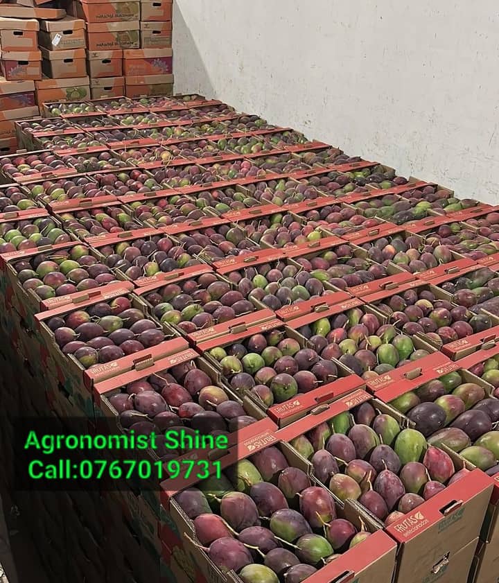 Good morning mango growers
Farmers don't just work until the sun goes down, they work until the job is done

Karibu nyumbani kwa wakulima wa matunda