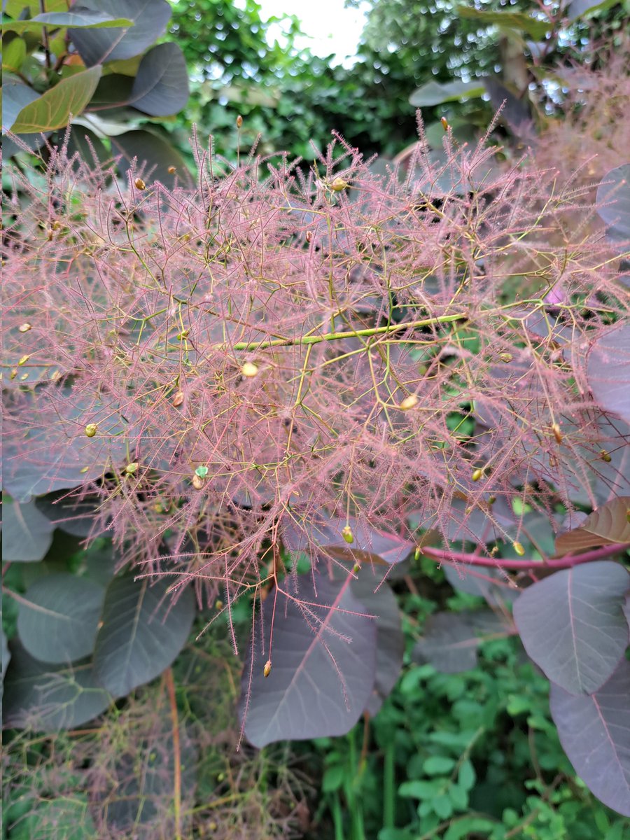 KateClowesPlantwoman tweet media