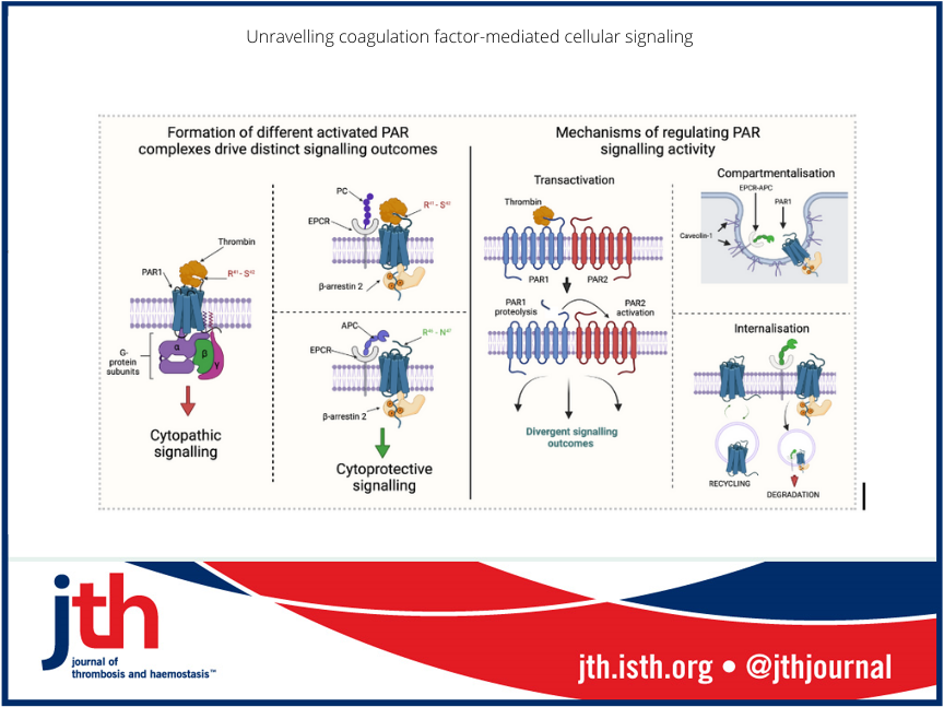 @ProfJSODonnell @harry_c_fleming @rogerjspreston from @IrishCtrVascBio @CHIatCrumlin @RCSI_Irl review the diversity of cell signalling by plasma coagulation factors in health and disease. shorturl.at/hsK79