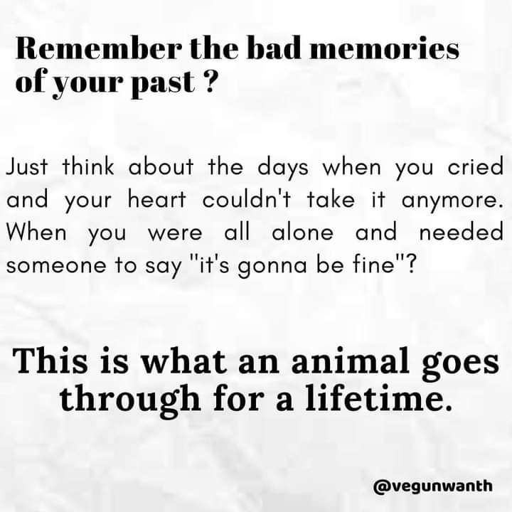 Ishitaadhikar11's tweet photo. #SayNoToDogpound @narendramodi @AmitShah @NIA_India  @cbic_india @ajjtaknews2 
Every dog deserves freedom like us humans ............ Dogpounds? More like CAGES is such a ridiculous and inhuman approach.
Tweet https://t.co/o6QqYPe05H