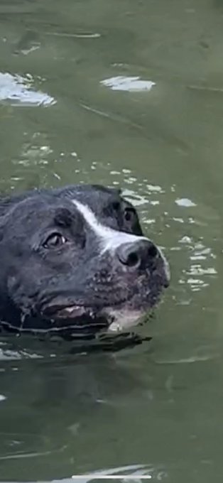 opal at the lake https://t.co/lCDvATIsu6