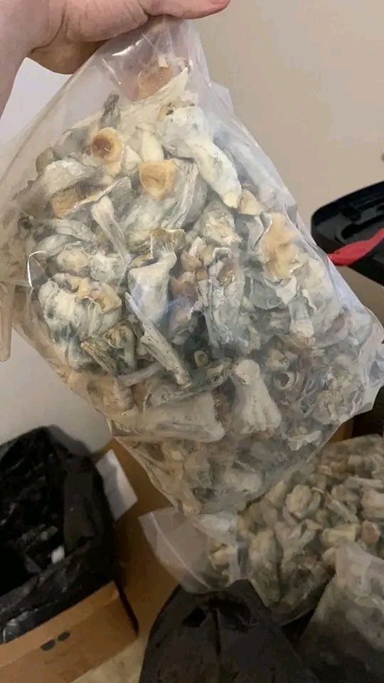 psychedelixShop's tweet photo. This Mushroom has been confirmed  Good for recreational trips , ease anxiety,ease depression, helps pstd, visuals, memory, nerves , happy moments, laughter, relaxation and stress.
We are friendly open to anyone coming in check check how it works. https://t.co/HmtLDelDt9 https://t.co/ipLqSwgCgQ