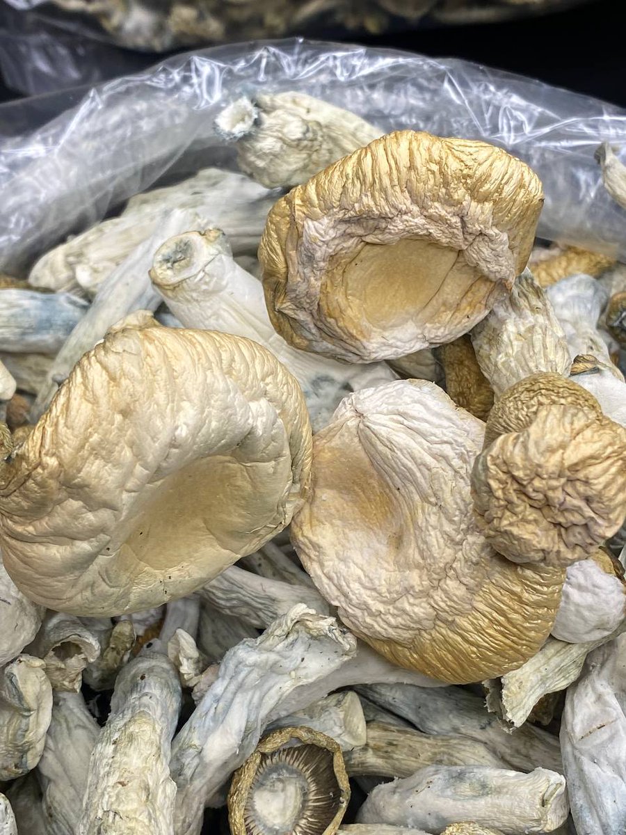psychedelixShop's tweet photo. This Mushroom has been confirmed  Good for recreational trips , ease anxiety,ease depression, helps pstd, visuals, memory, nerves , happy moments, laughter, relaxation and stress.
We are friendly open to anyone coming in check check how it works. https://t.co/HmtLDelDt9 https://t.co/ipLqSwgCgQ