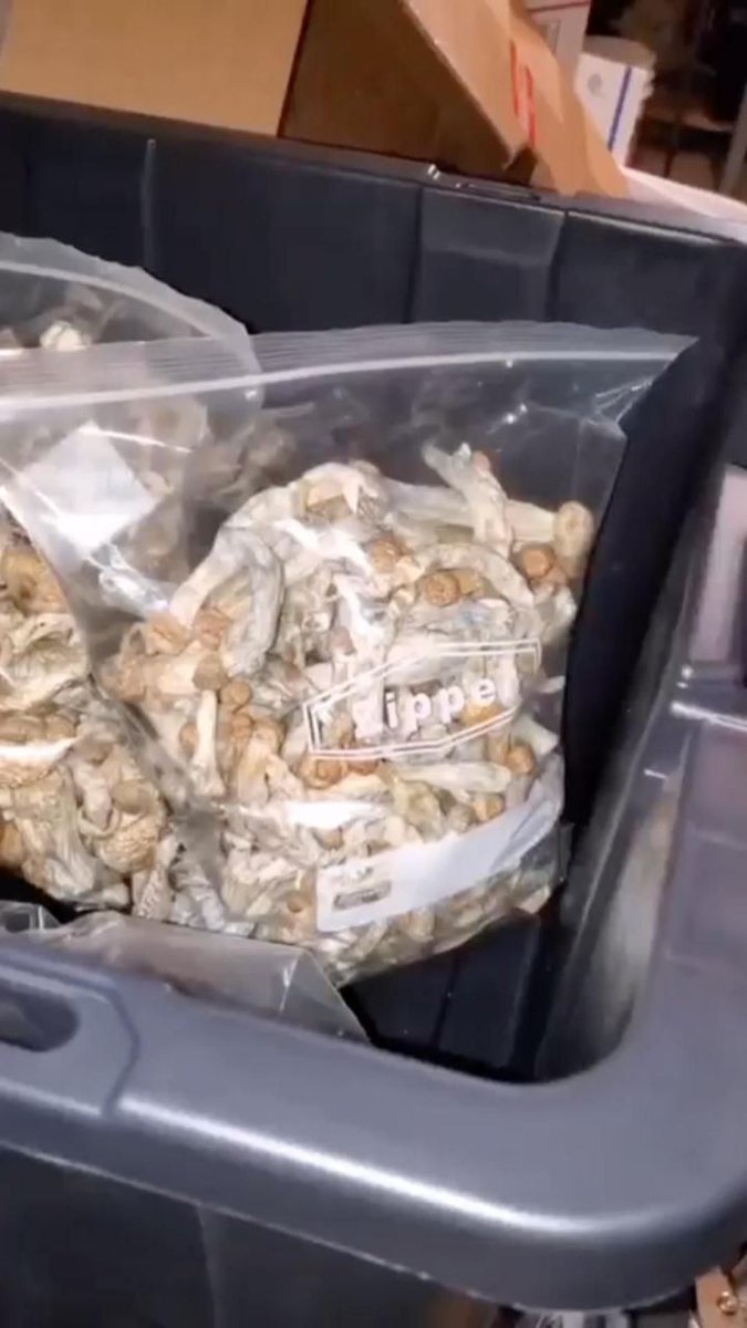 psychedelixShop's tweet photo. This Mushroom has been confirmed  Good for recreational trips , ease anxiety,ease depression, helps pstd, visuals, memory, nerves , happy moments, laughter, relaxation and stress.
We are friendly open to anyone coming in check check how it works. https://t.co/HmtLDelDt9 https://t.co/ipLqSwgCgQ