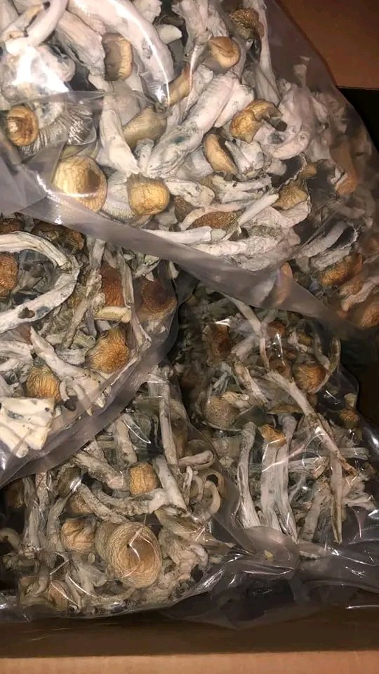 psychedelixShop's tweet photo. This Mushroom has been confirmed  Good for recreational trips , ease anxiety,ease depression, helps pstd, visuals, memory, nerves , happy moments, laughter, relaxation and stress.
We are friendly open to anyone coming in check check how it works. https://t.co/HmtLDelDt9 https://t.co/ipLqSwgCgQ