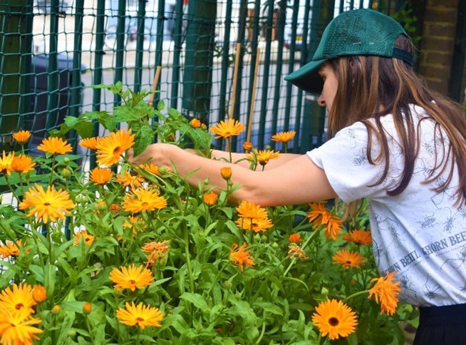 Join free community gardening sessions with @CCA_Camden to improve your wellbeing, including food growing, themed arts & crafts, & more 🗓️Mons & Weds, 10am-1pm 📍Elm Village Allotments (entrance Barker Drive), NW1 0JW 👉Find out more: castlehaven.org.uk/whats-on/event… #CamdenSummer2023