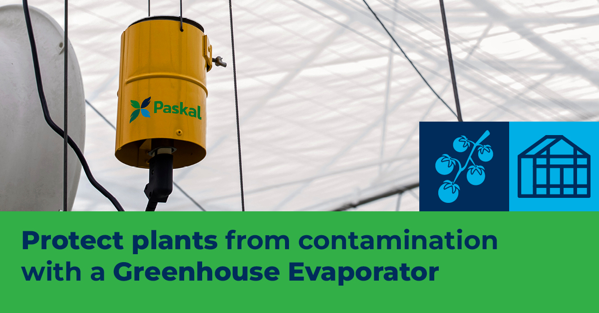 PaskalSolutions's tweet image. Prevent &amp;amp; control #powderymildew in your #greenhouse with #sulfur. Use a #GreenhouseEvaporator to turn ground sulfur into vapor that coats leaves, protecting them from contamination. Use with #tomatoes, #peppers, #strawberries, #cucumbers, #roses &amp;amp; more. Have you tried sulfur?