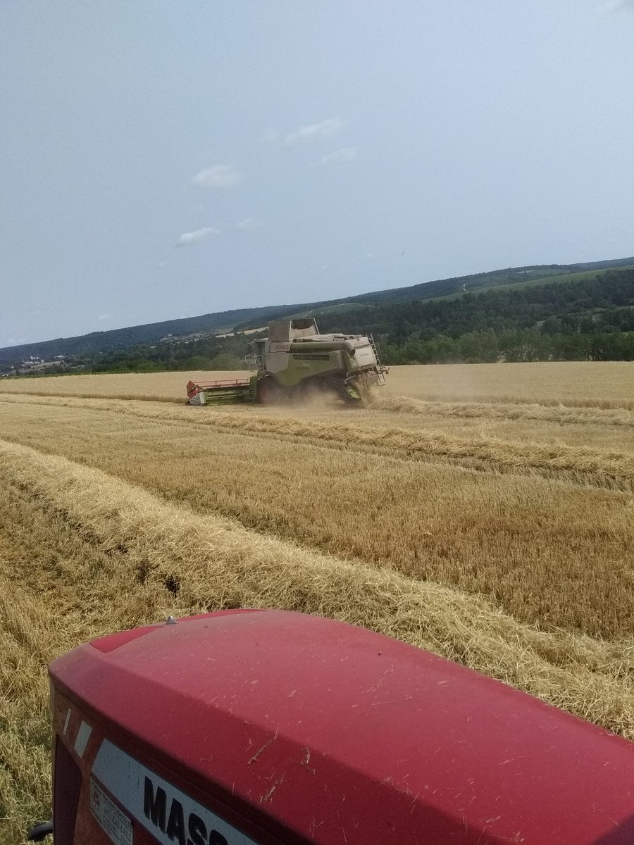 Pascal21cor's tweet image. #FrAgriMoisson2023
C&apos;est parti pour les orges 
#Planet en théorie pour la 🍺🍻 mais avec le sec elle va sûrement finir dans la gueule de mes 🐄🐄🐄 pour du 🥛🥛🧀🧀 ou de la 🍖🍖🥓
Avec l &apos; explosion des intrants elle va faire mal 
En espérant mieux dans les blés