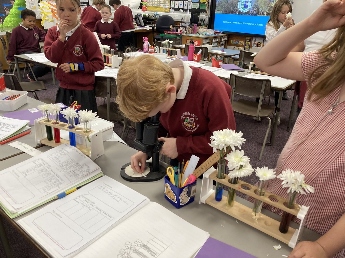 MelthamMoor's tweet photo. Our @MMY3 Scientists are observing the changes in their flowers after a week in coloured water. The gasps when they find focus with the microscopes is absolutely WONDERFUL! #MMScience https://t.co/w8YQVOU0wE