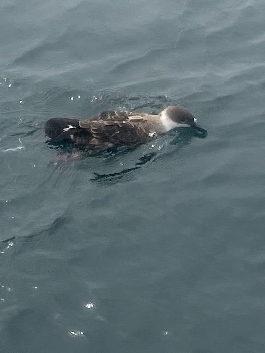 We have the best #trackseabirds team! 13 tags deployed on great shearwaters! That brings us to 22 total tags for this season- 16 on greats and 6 on sootys! Follow their travels here! #birds #seabirds #teamworkmakesthedreamwork