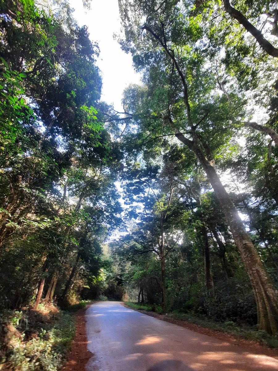 ViewsinZim's tweet photo. Chirinda Forest Botanical Reserve 📍 https://t.co/bb6T8DgnLr