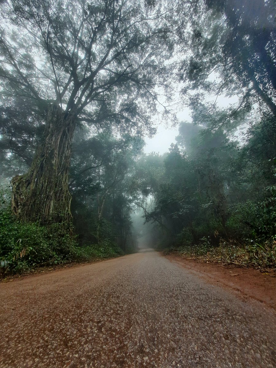 ViewsinZim's tweet photo. Chirinda Forest Botanical Reserve 📍 https://t.co/bb6T8DgnLr