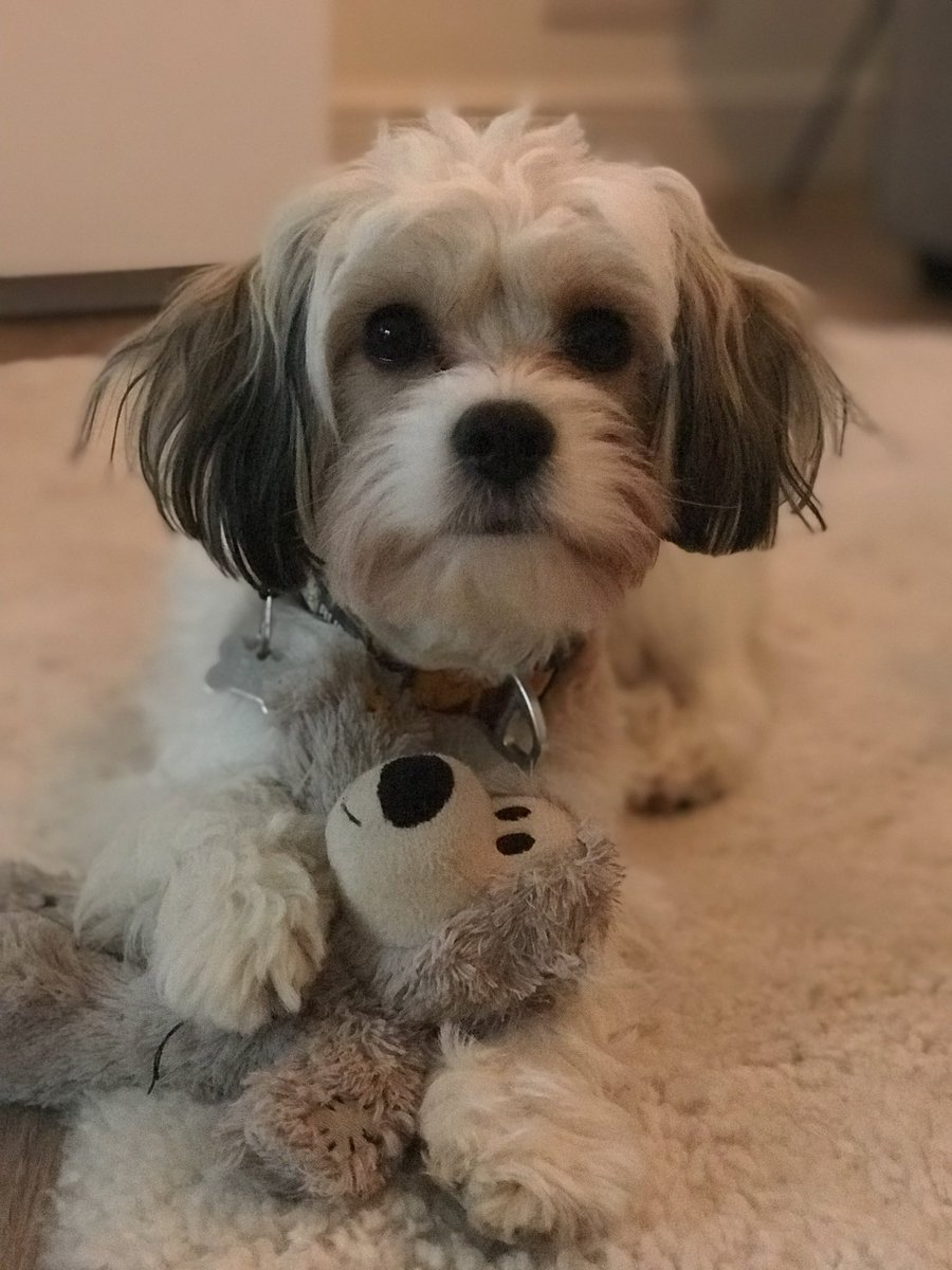 SuzzledMind's tweet photo. @TasteIncUk Seven - also the name of my gorgeous dog 👇🥰 #CountYourChickens https://t.co/09ROynGh99