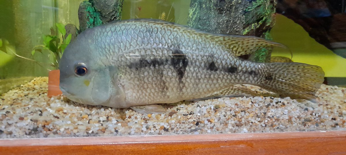 GeckoInMotion's tweet image. The good thing about my fish pretending to be a statue is that I can get a nice photo. #fish #aquarium