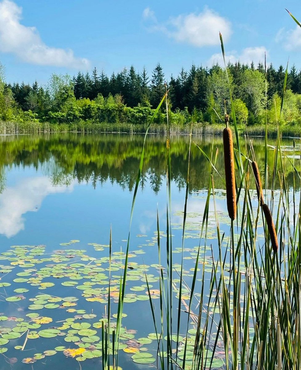 kawarthaNOW's tweet photo. Good Monday morning our #kawarthapeeps from @mckee_lori near Millbrook. Summer scenes. Follow the photographer Lori McKee on Instagram at https://t.co/bbGg1DjAuG

#millbrook #millbrookON #cavanmonaghan #ptbocounty #ptbokawartha #summerinthekawarthas #thekawarthas #kawarthas https://t.co/5GbjIAnLPq