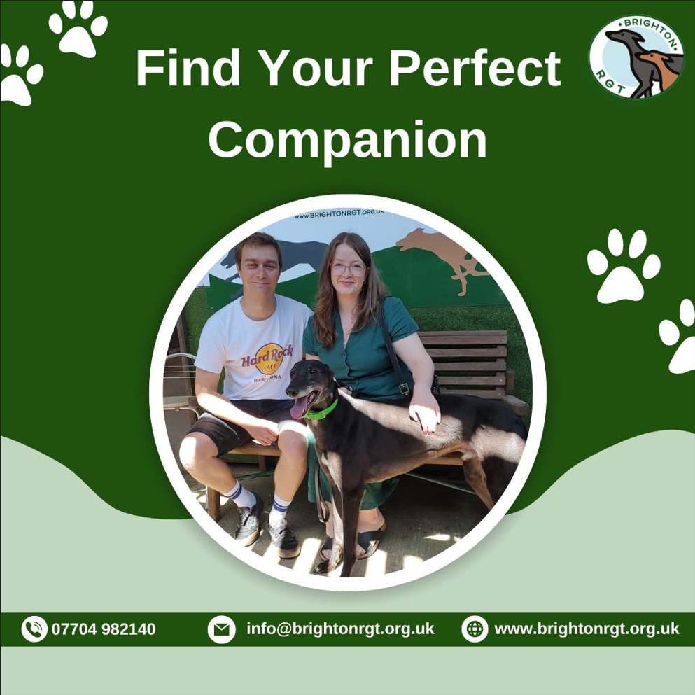 When you come to our kennels, Caz and the team will dedicate time to get to know you, your family, and your circumstances in order to assist you in finding the perfect dog. 💛

#KennelExperience #PerfectDogSearch #FamilyPets #FindingCompanions #DedicatedTeam #BrightonAndHove