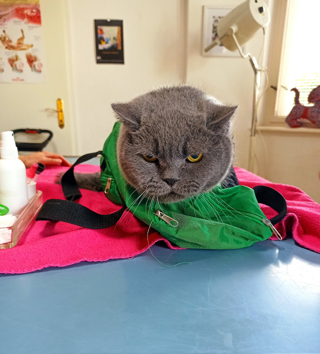 filzballjaeger's tweet image. I just knew there was something up when I didn't get any breakfast today... 😾
#RegularCheckUp #VetVisit #CatsOfTwitter #MeanMami