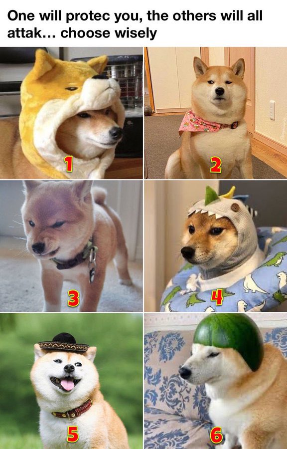 Baby Doge tweet media