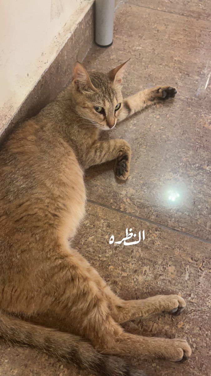 ابـو هَـلا tweet media