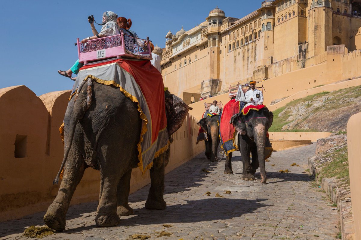 MoveTheWorldIN's tweet photo. Elephants at Amer Fort are forced to give rides hour after hour, day after day, for years and years. There is no pride in elephant rides.
Act Now: https://t.co/ZLhDYUkWzc
#NoPrideInElephantRide #Amerfort #Jaipur #Rajasthan #wildanimals #NotEntertainers #EndElephantRides https://t.co/z2xwdHFvdy