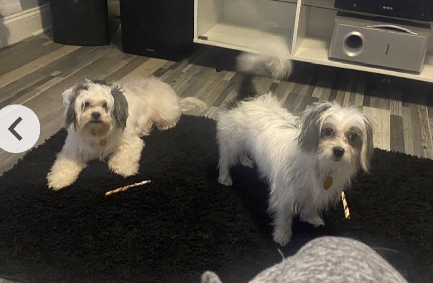 IAmRontasjaH's tweet photo. Y’all if you’re in Rock Hill area , PLEASE HELP ME GET MY DADDY’S DOG BACK!!
She has a dog tag on , she ran away the other night when our neighbors were shooting fireworks. If you have her GIVE HER TF BACK! She has a sister who is missing her.
#RockHill #CherryPark https://t.co/tFaYyBefHU