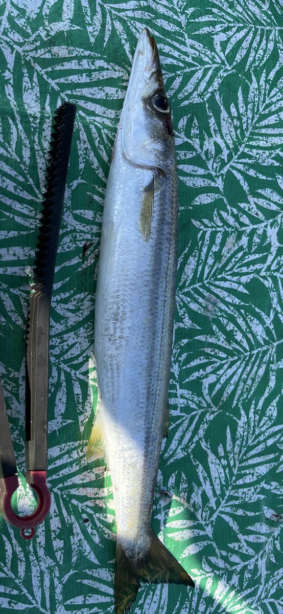 hide21778034's tweet photo. 今日は、大黒海づり施設。
流石に暑かったなぁ。
38cmのカマスがヒット。
良き1日。

#大黒海づり施設　#アラ還　#中年オヤジ　　
#シニア https://t.co/nFqVqsPrC0