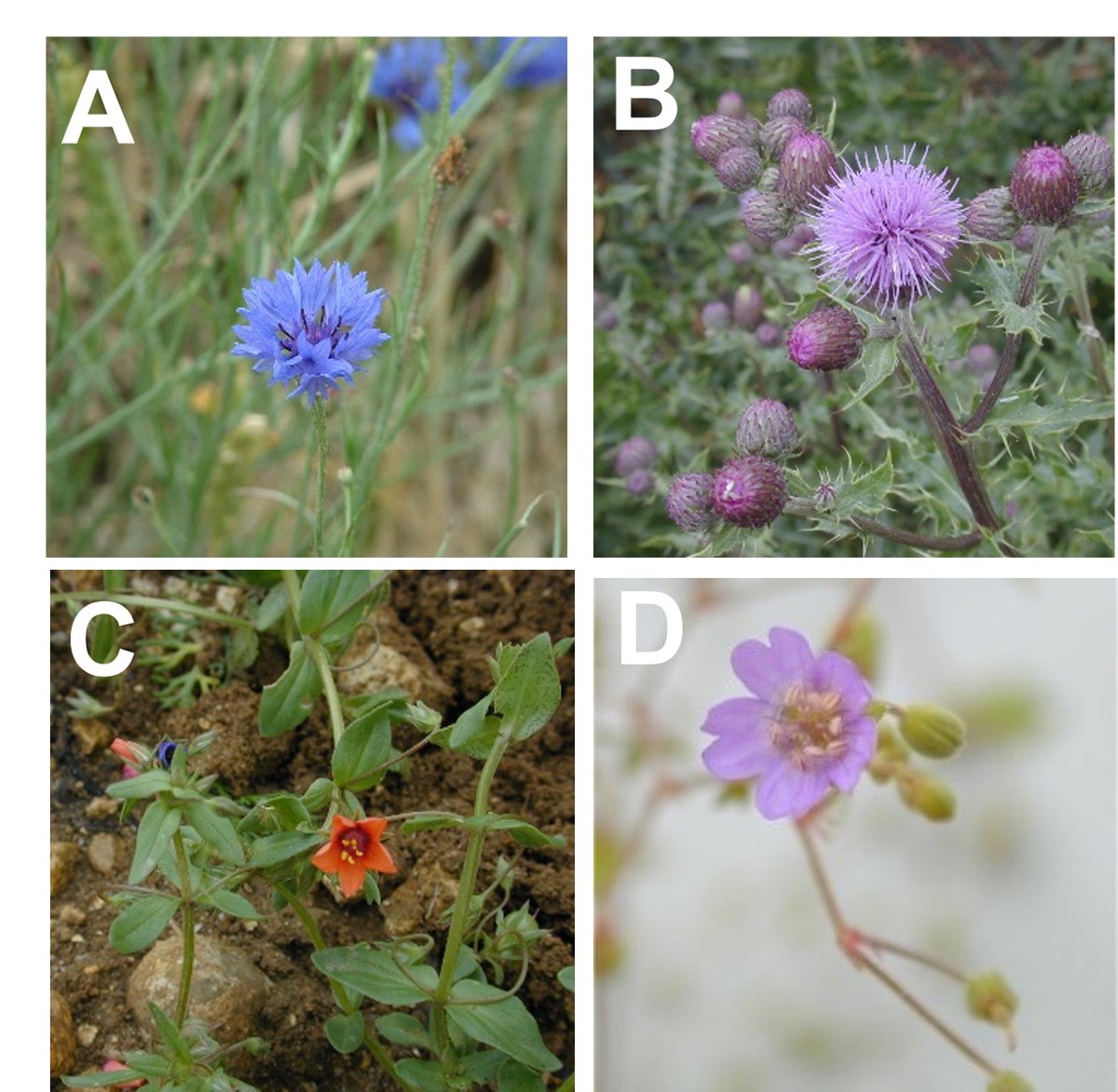 WeedWisdom tweet media